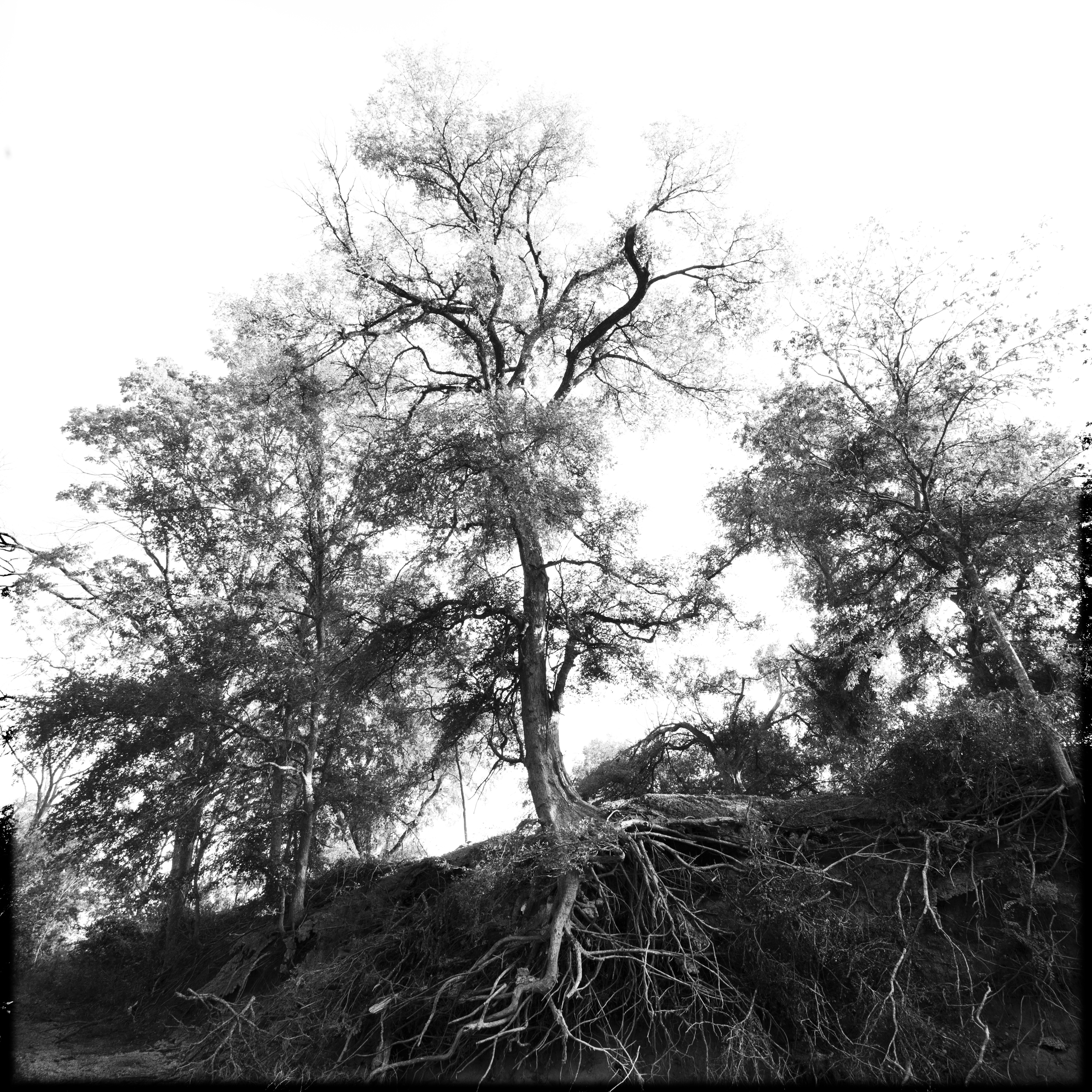 Roots